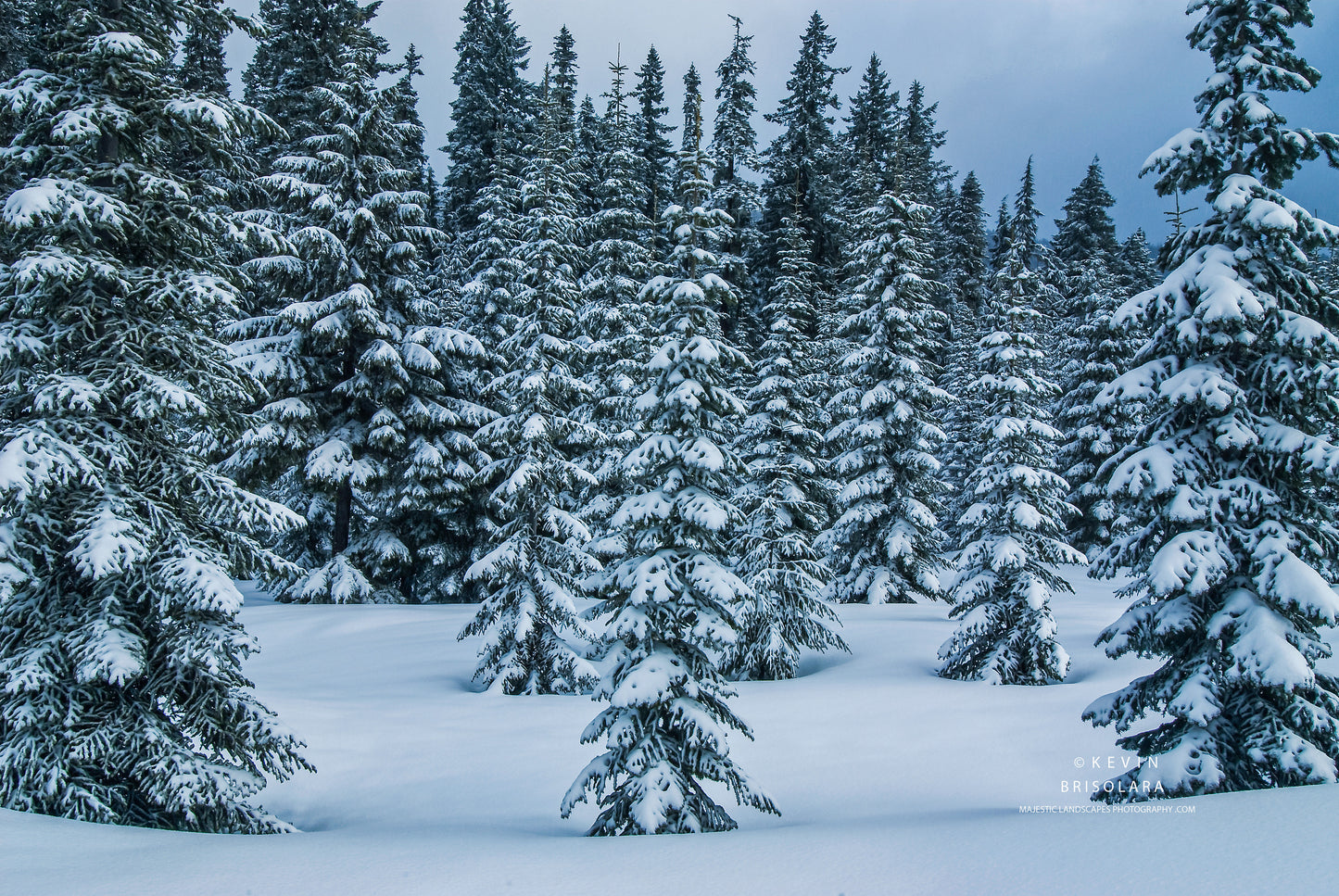 HOLIDAY GREETING CARDS 173-645  SNOW COVERED FIR TREES