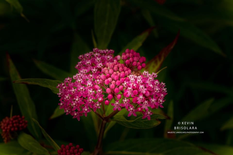 COLORS OF THE PRAIRIE