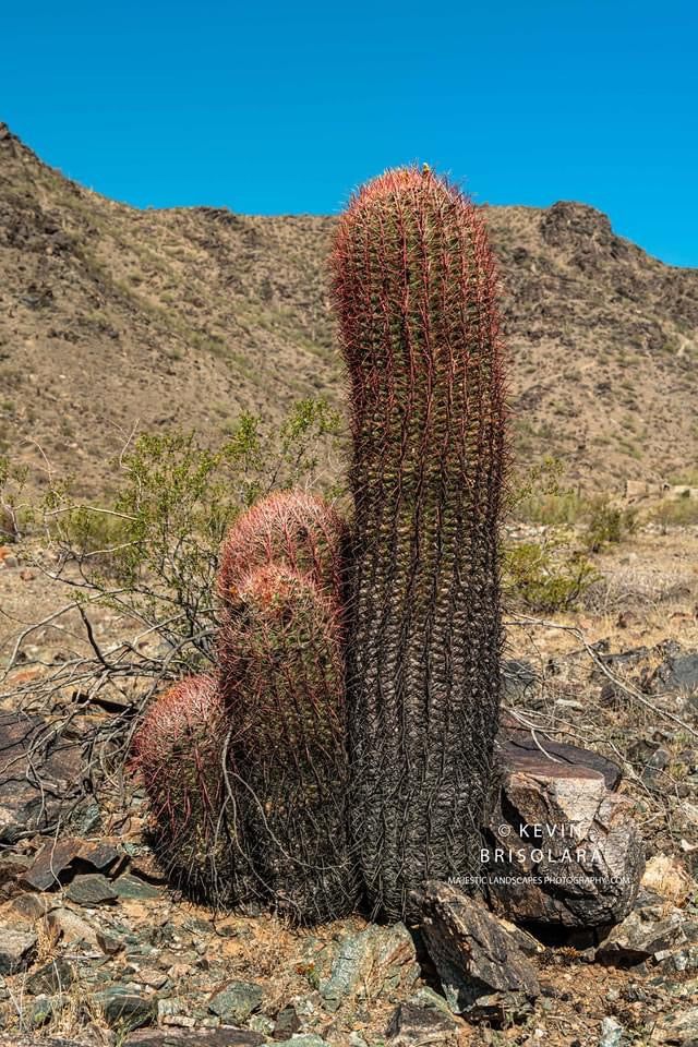 CALIFORNIA BARREL CACTUS