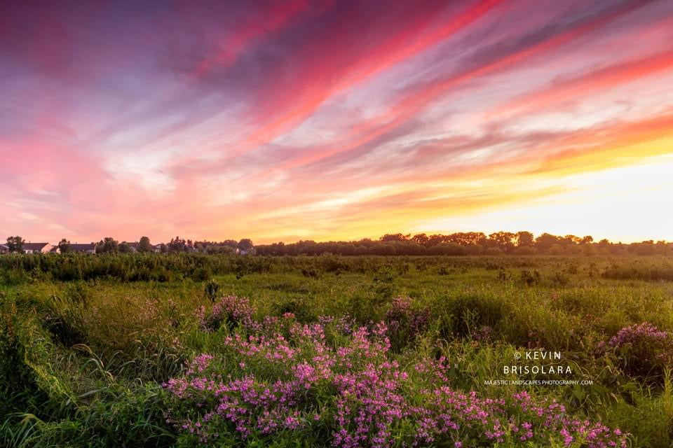 A WILDFLOWER SUNSET