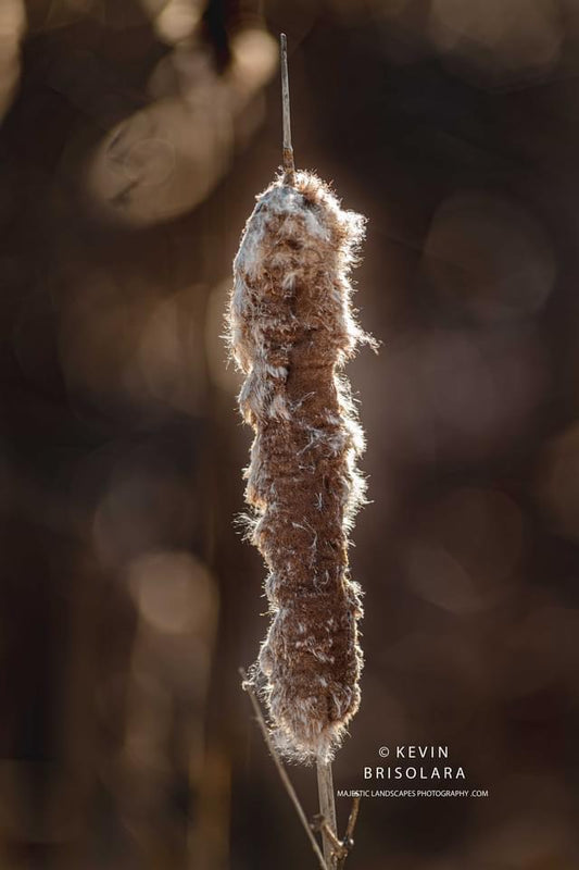 BACKLIT BY THE WINTER SUN