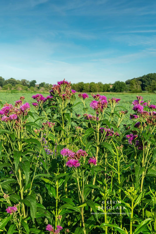 MORNING ON THE PRAIRIE