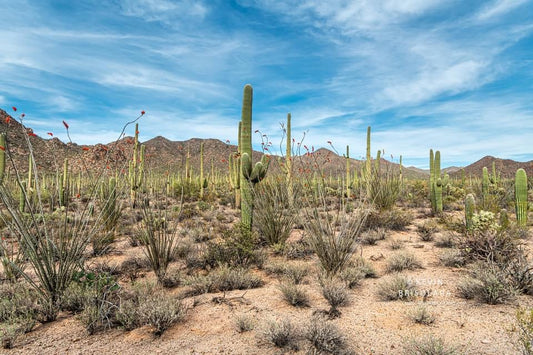 CACTI OF THE DESERT SOUTHWEST