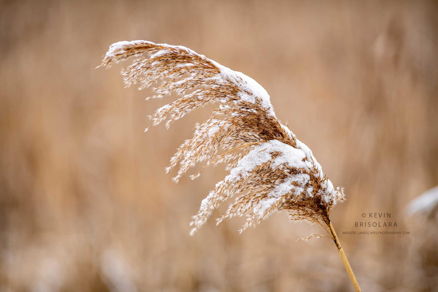 CATCHING THE FALLING SNOW