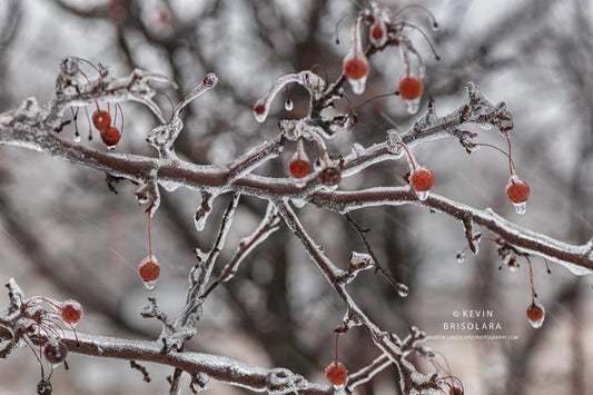 WINTER OF SNOW AND ICE