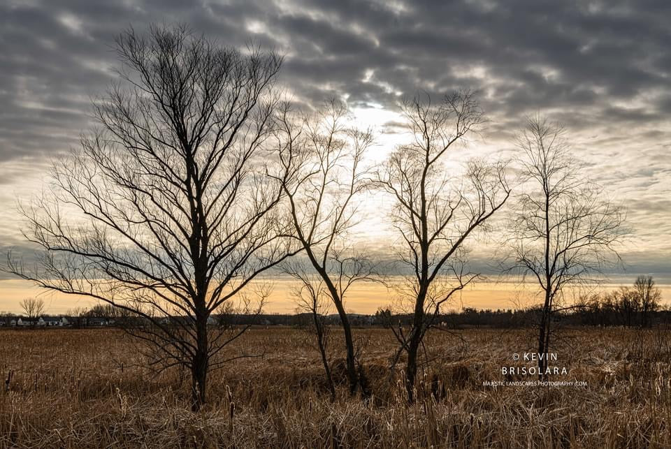 THE PARKS WILLOW TREES