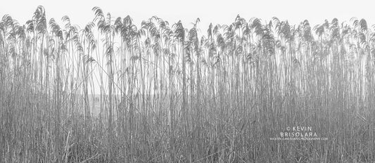 GIANT REEDS ARE HIGHLIGHTED BY THE MORNING SUN