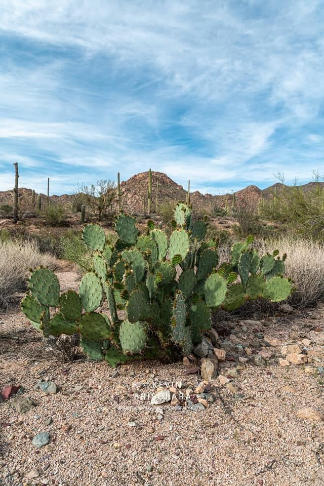 ENGELMANN PRICKLY PEAR