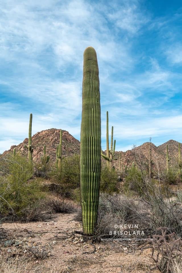 THE SAGUAROS