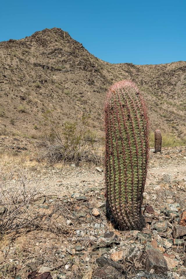 SPRING CACTUS