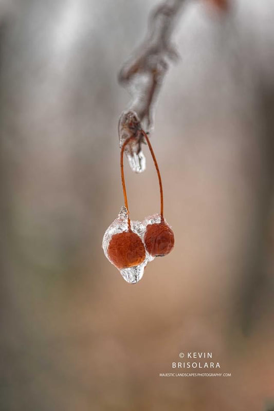 A FROZEN PAIR