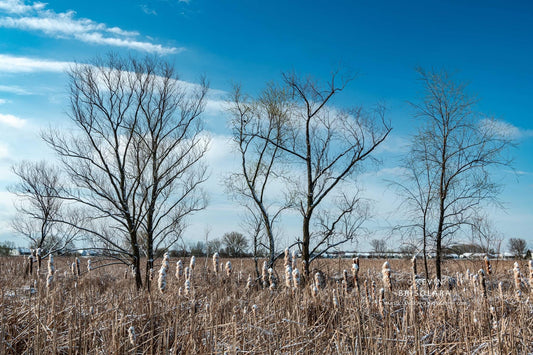 PRAIRIE WILLOW TREES