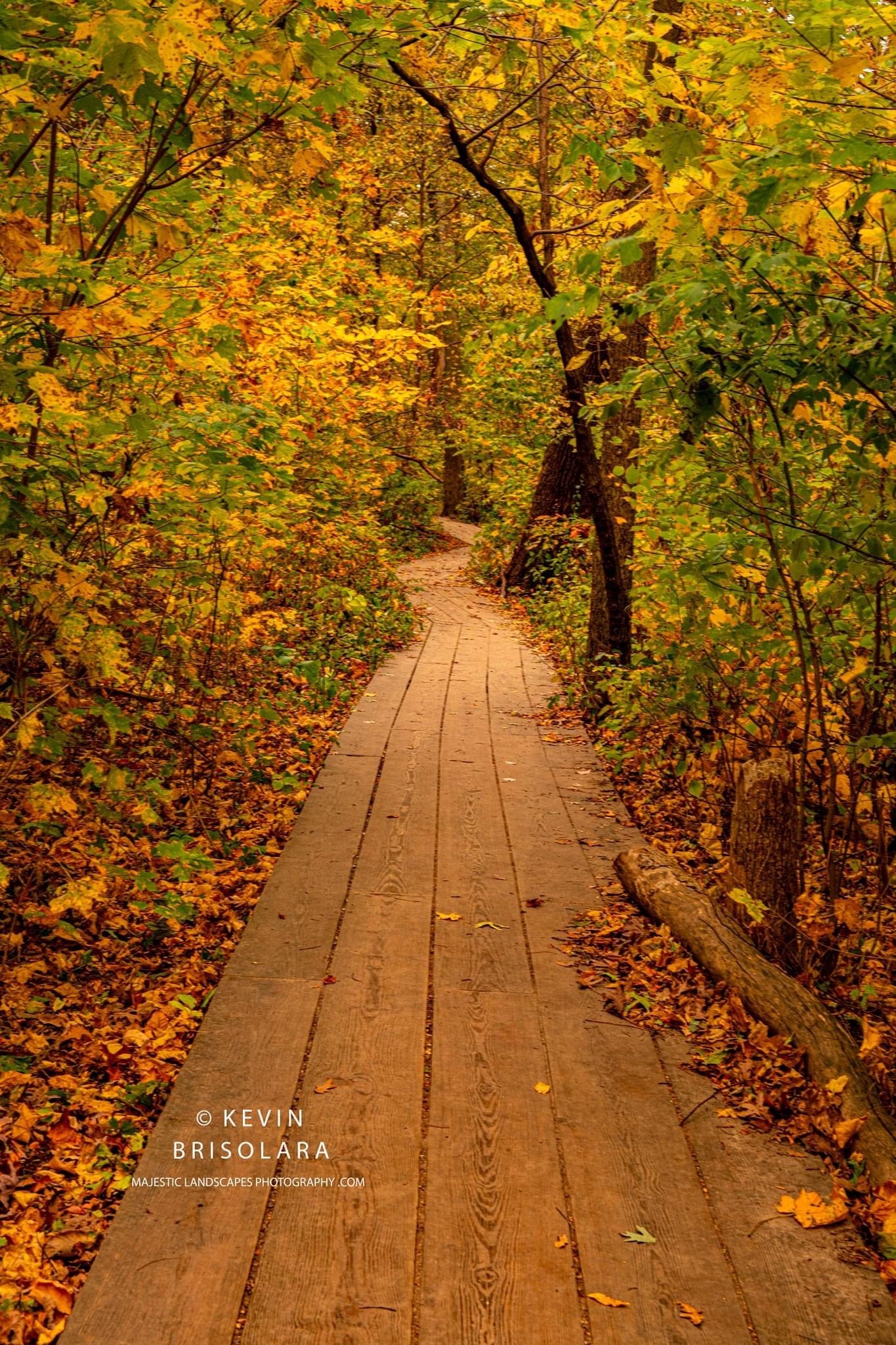 A WALK THROUGH THE PARK