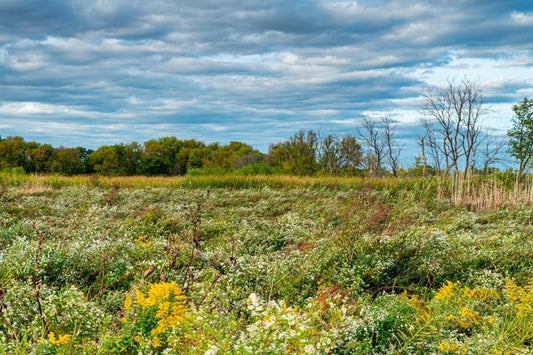 EVENING WILDFLOWERS FROM AN AUTUMN PRAIRIE