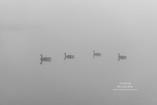 A MORNING SWIM WITH FRIENDS