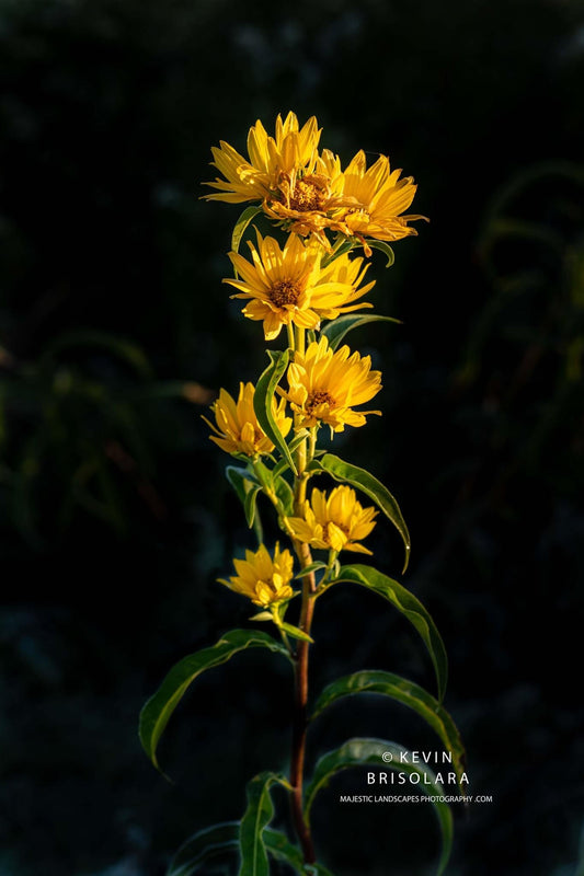 A GOLDEN STALK OF SUNFLOWERS