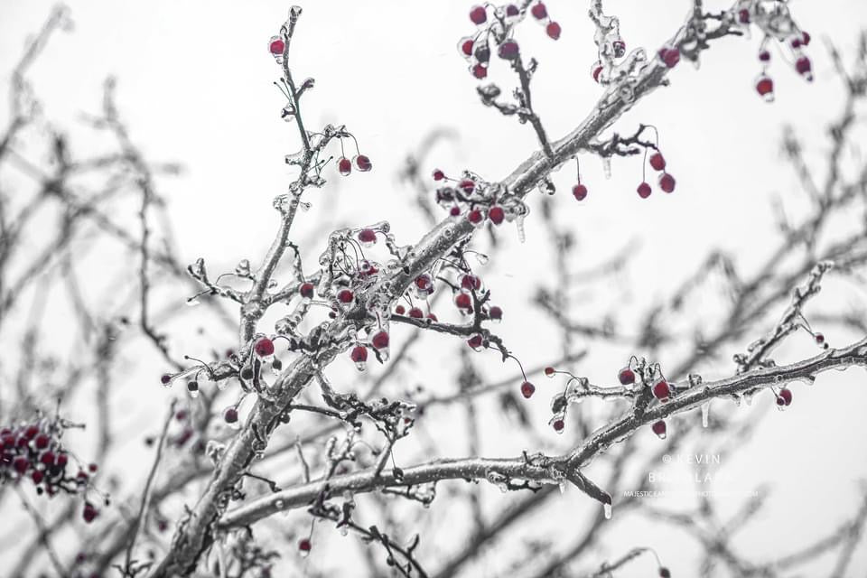 FROZEN RED DROPS