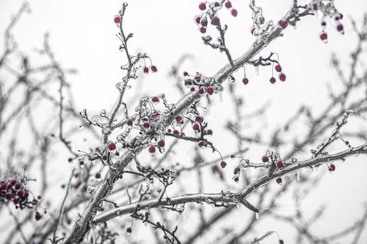 FROZEN RED DROPS
