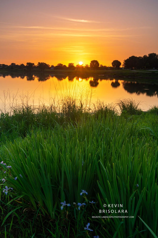 A SUNRISE WITH IRIS VERICOLOR