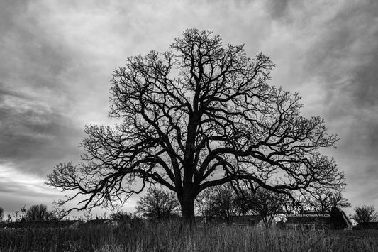 THE OLD OAK TREE