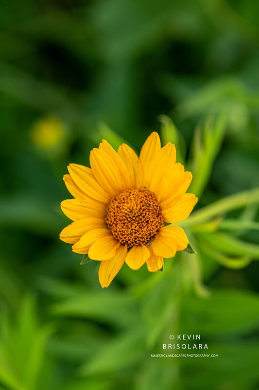 A COLORFUL EVENING SUNFLOWER