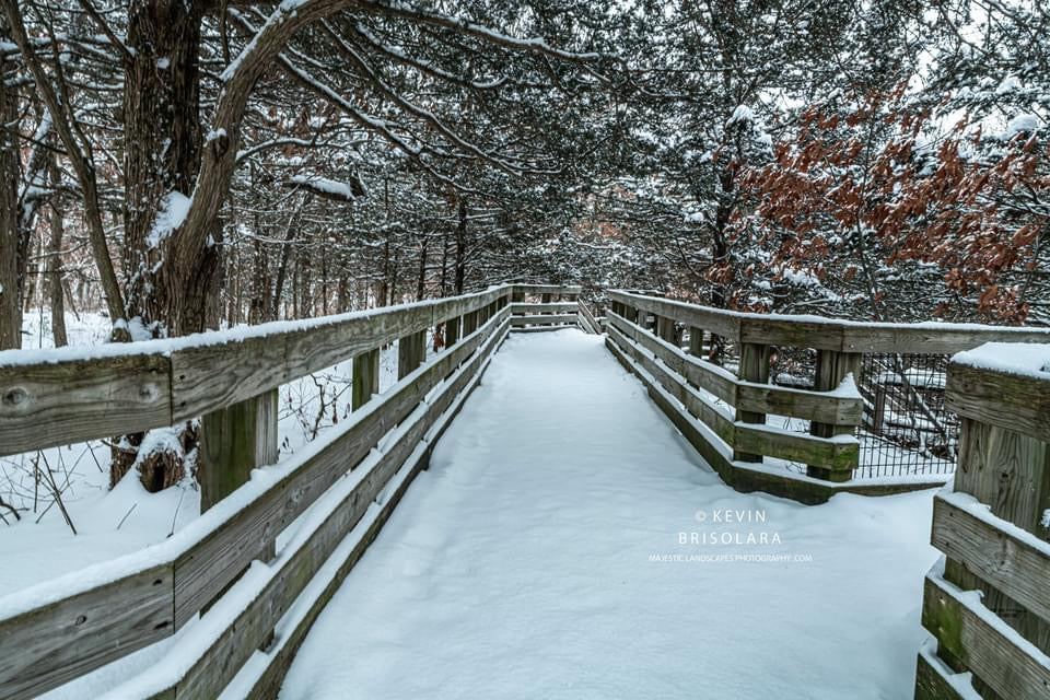 ENJOYING THE MORNING SNOWFALL