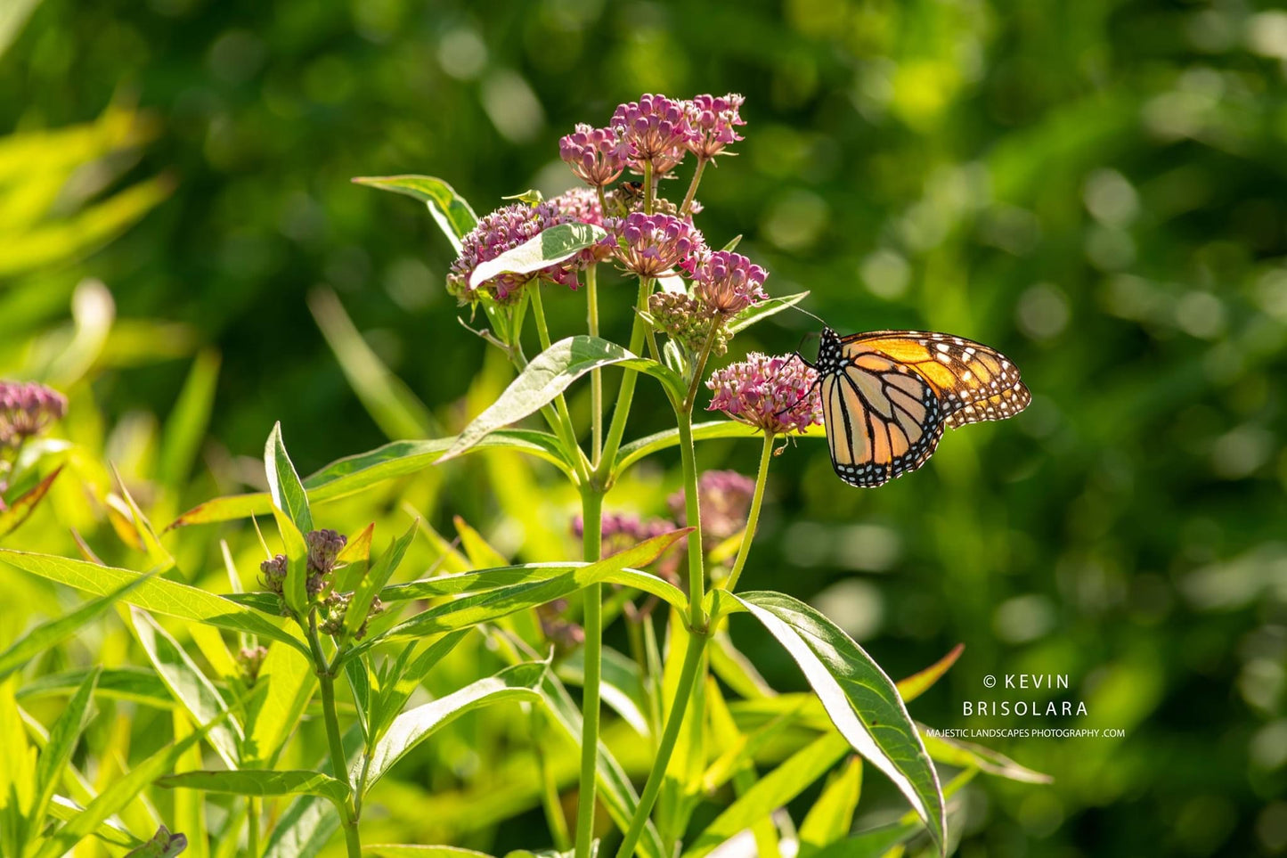 MILKWEED AND THE MONARCH