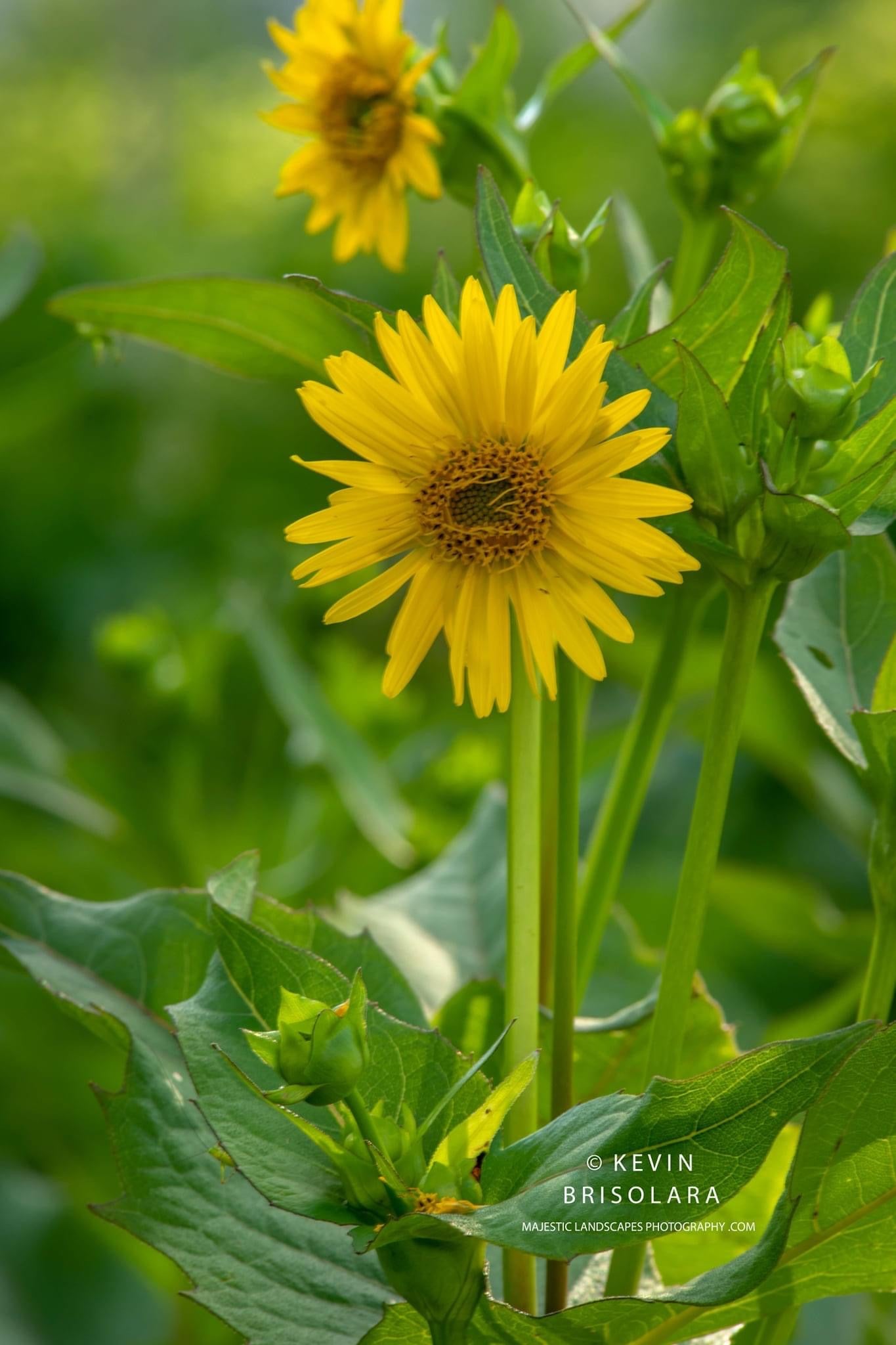 SUMMER WILDFLOWERS