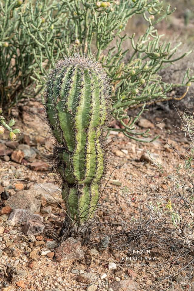 THE YOUNG SAGUARO