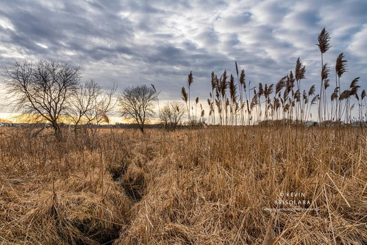 A PRAIRIE SETTING