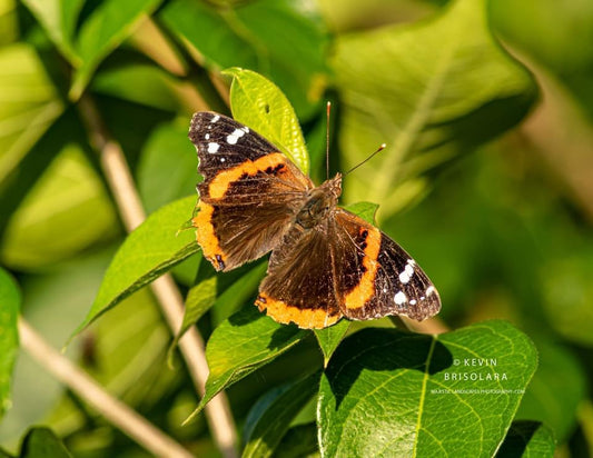 BASKING IN THE SUN