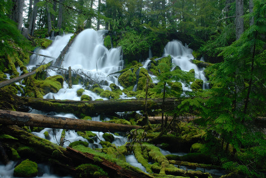 NOTE CARDS 151_448 CLEARWATER FALLS, UMPQUA NATIONAL FOREST