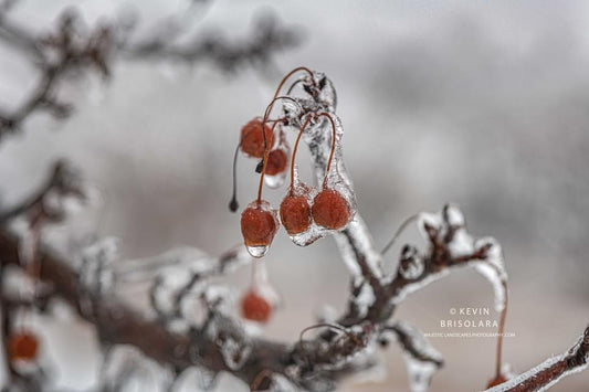 CAPTURING A FROZEN WORLD