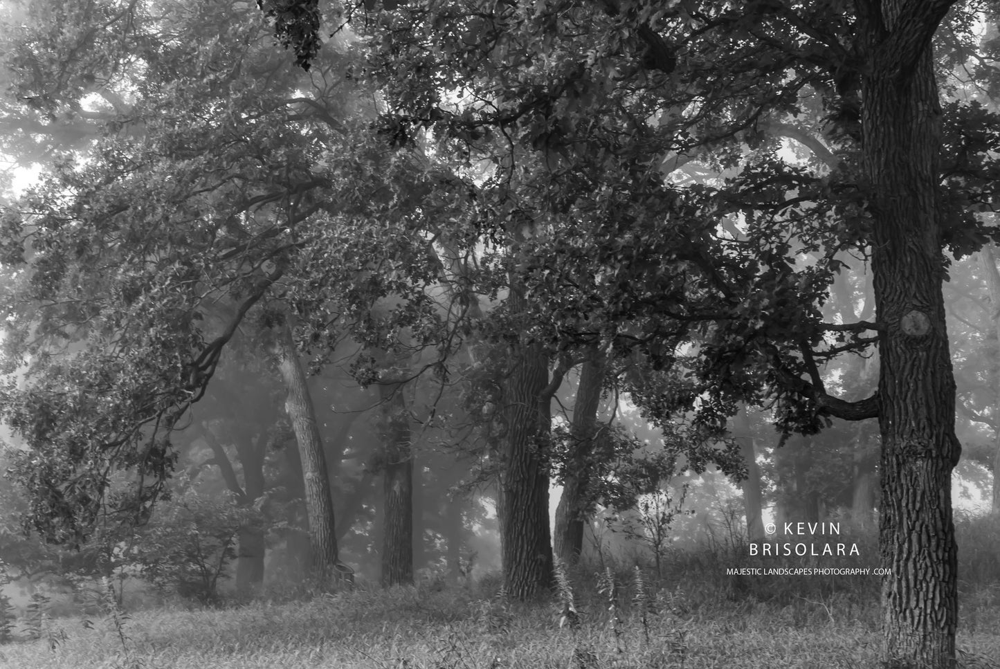 A FOGGY MORNING THROUGH THE OAK SAVANNA