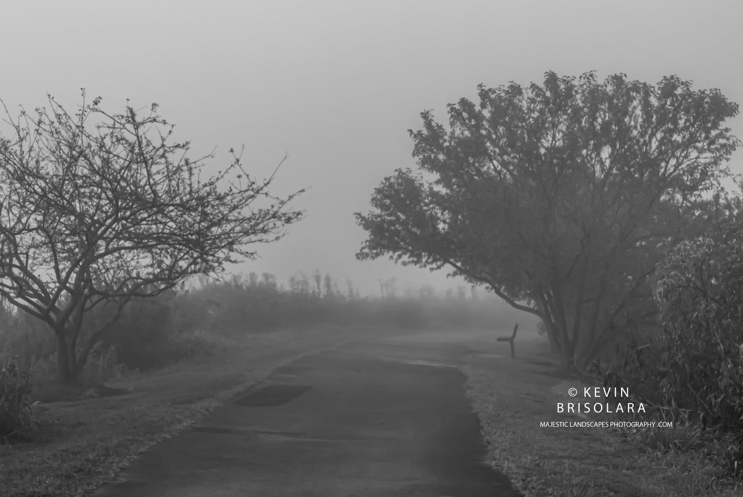 THE MORNING MOODS OF THE CRAB APPLES