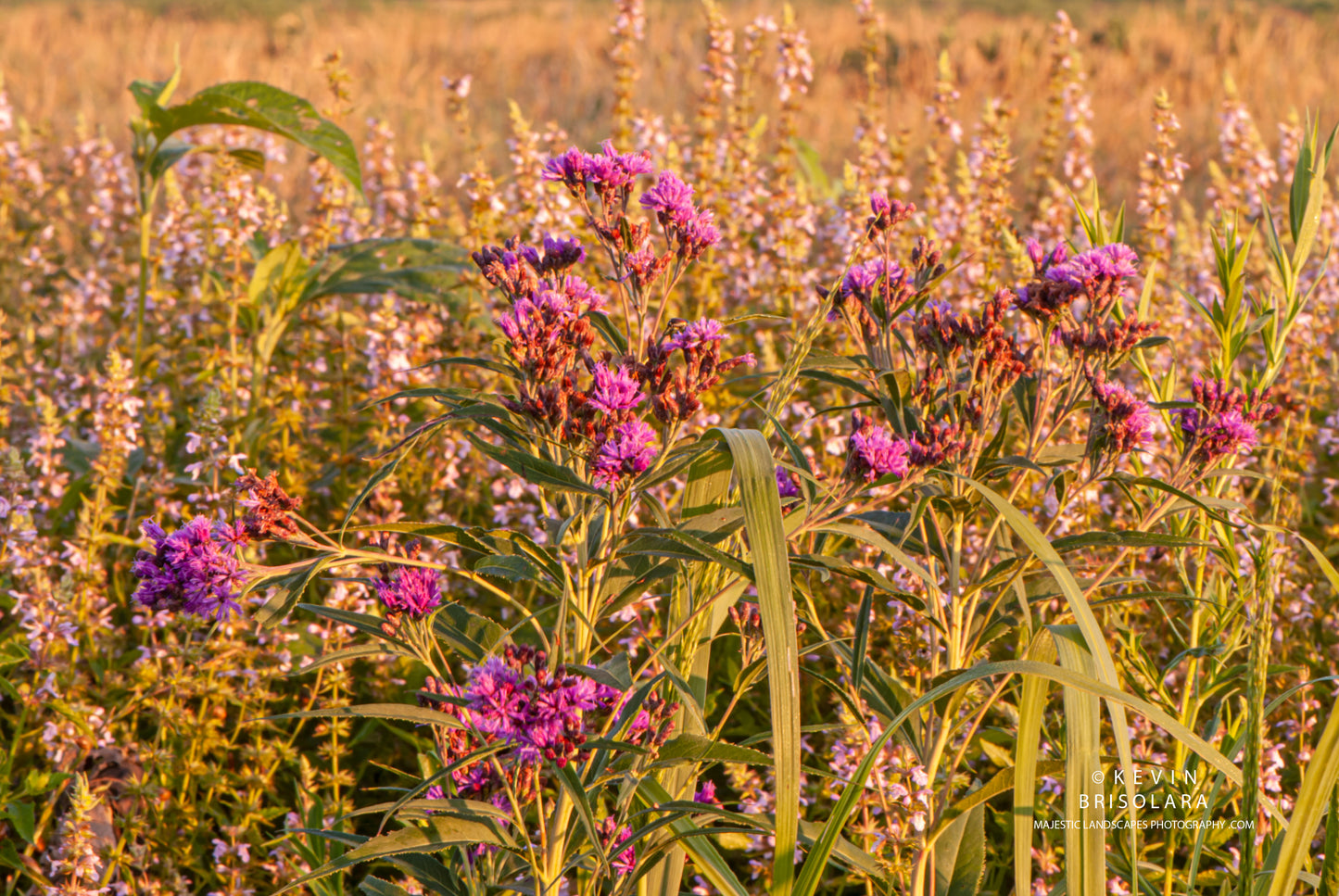 A BEAUTIFUL MORNING VIEW OF WILDFLOWERS