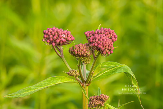 BEGINNING TO BLOOM
