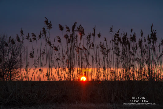 STANDING TALL TO THE SUNRISE