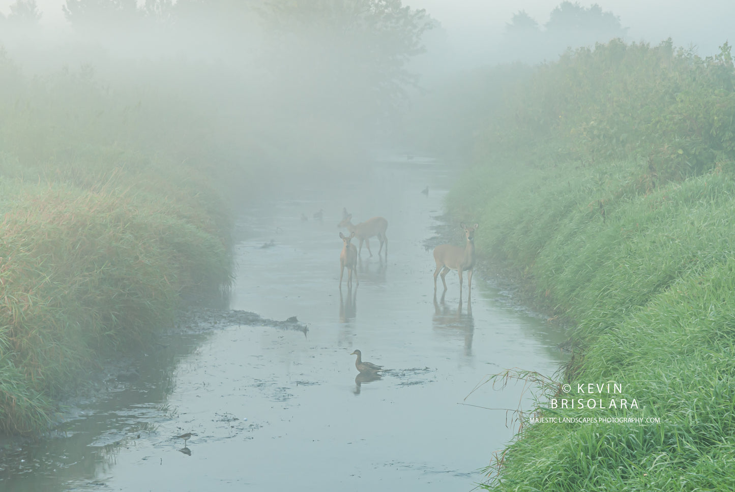 PASSING THROUGH THE RIVER