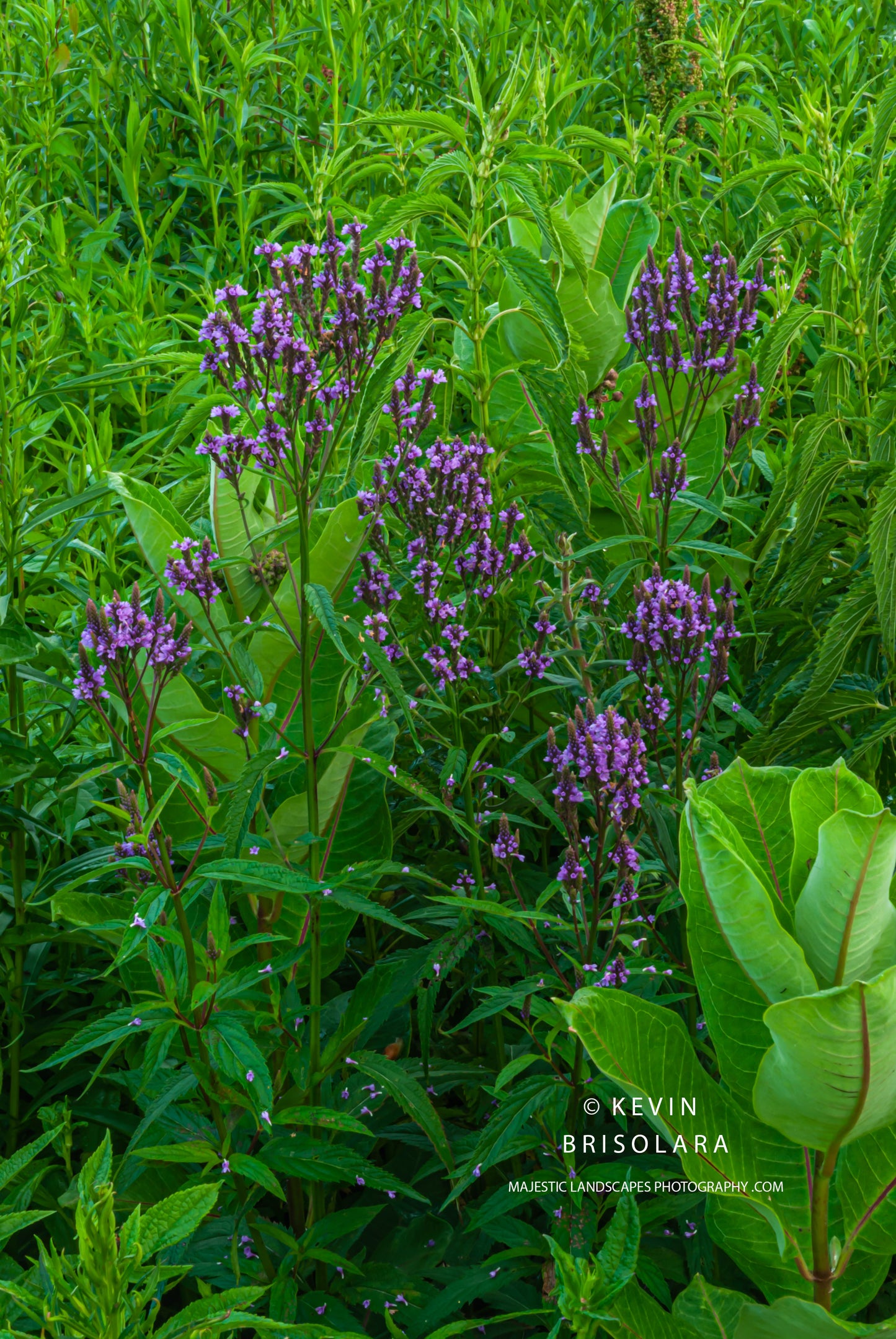 A COLORFUL MORNING ON THE PRAIRIE