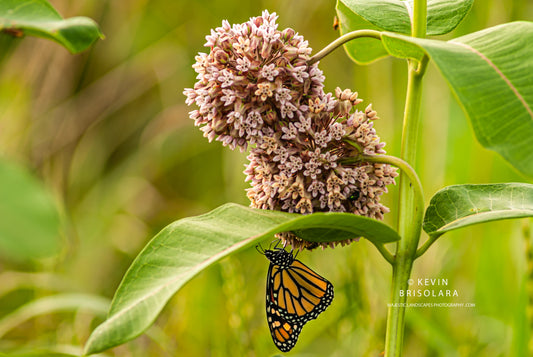 EARLY EVENING BUTTERFLY