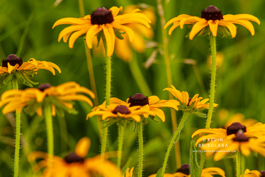 JUNE BEAUTY IN THE PRAIRIE