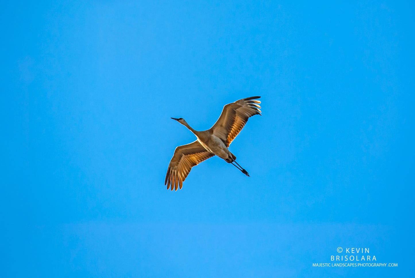 THE PARKS SANDHILL CRANE