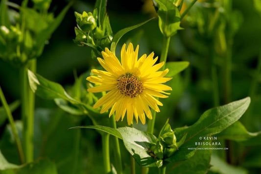 CUP PLANTS OF THE PRAIRIE