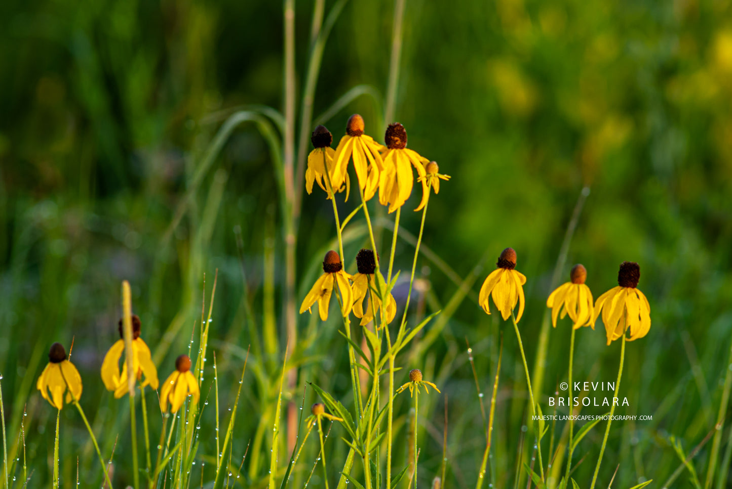 SUMMER CONEFLOWERS