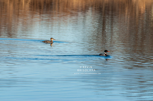A BRIEF STOP ALONG THEIR MIGRATION