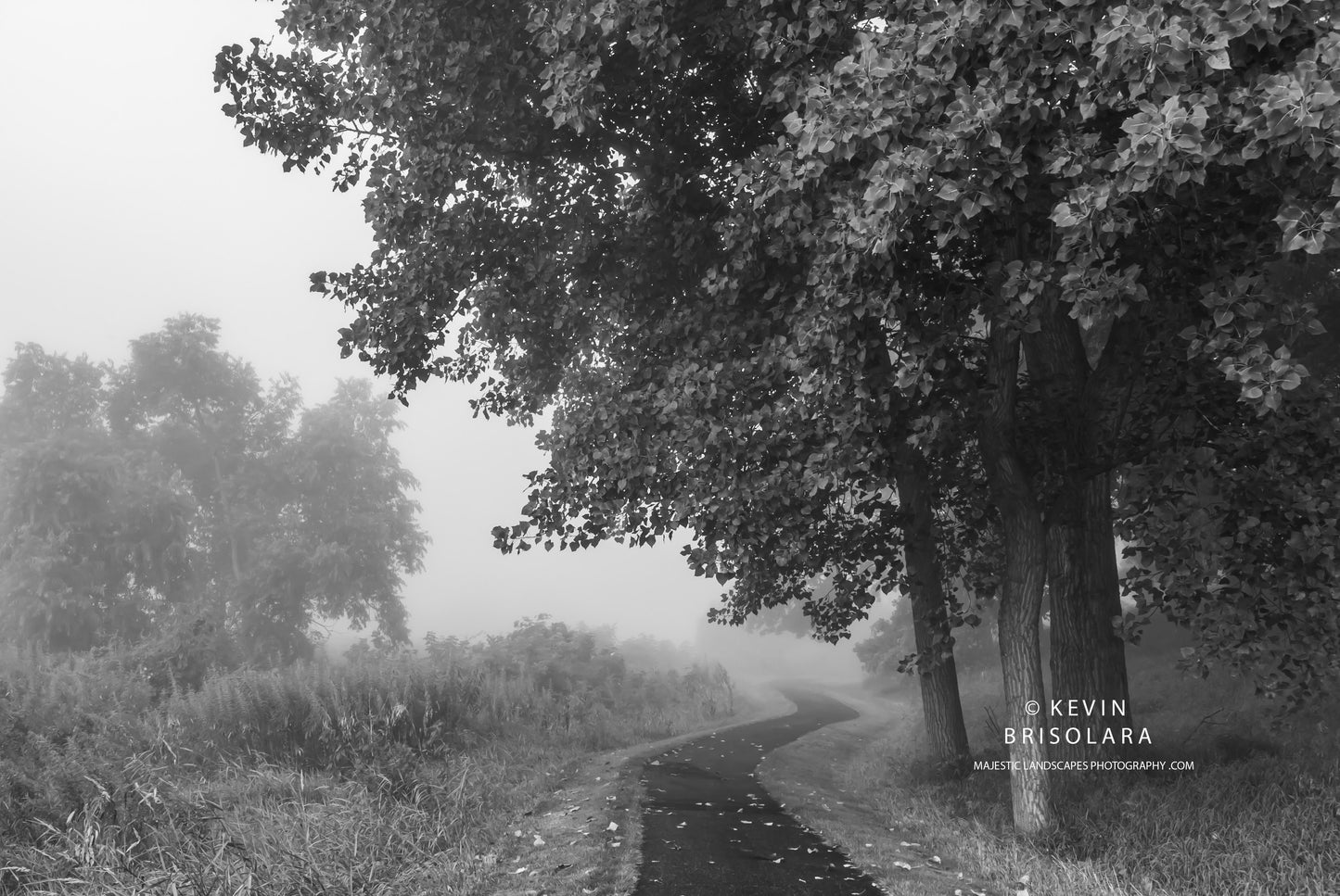 WALKING THROUGH THE PARK ON A FOGGY MORNING