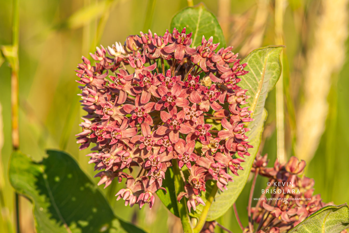 COMMON MILKWEED