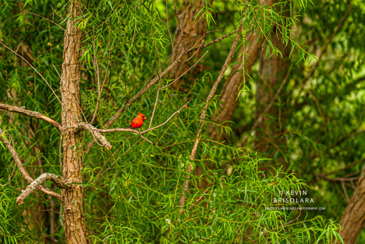 VIEW FROM A PEACHLEAF WILLOW TREE