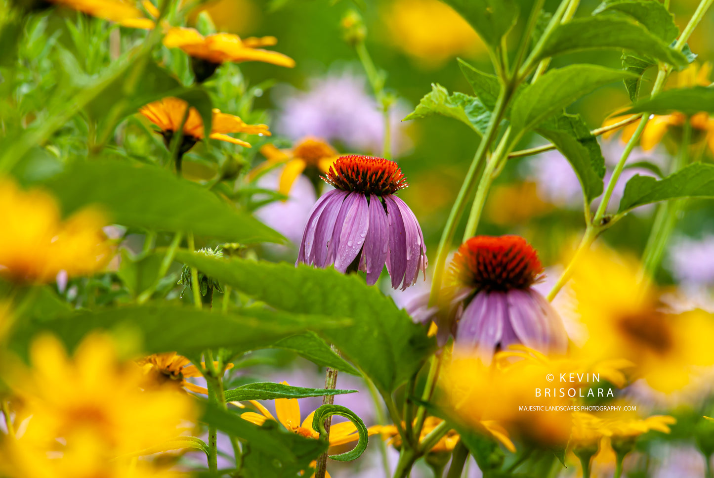 PURPLE CONEFLOWERS